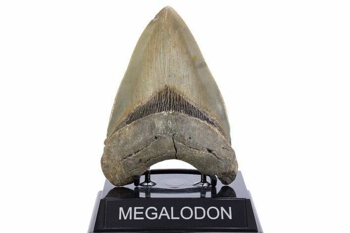Serrated, Fossil Megalodon Tooth - North Carolina #345653
